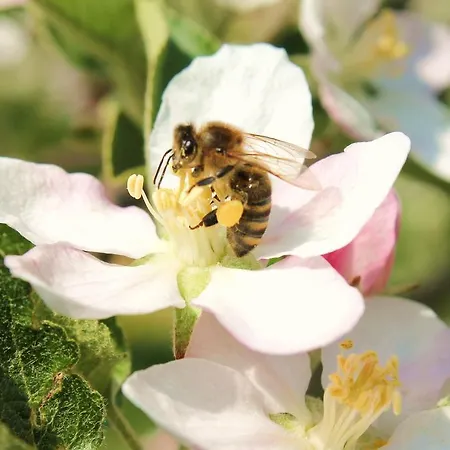 Bauernhof Obst&gästehof Brandl *
