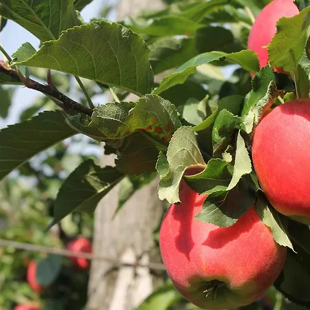 Obst & Gastehof Brandl Farm stay Hartmannsdorf