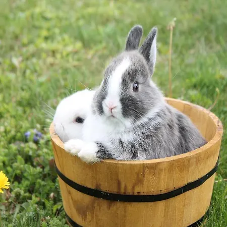 Obst&gästehof Brandl * Hartmannsdorf