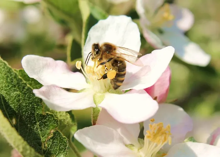 Lantgård Obst & Gastehof Brandl *
