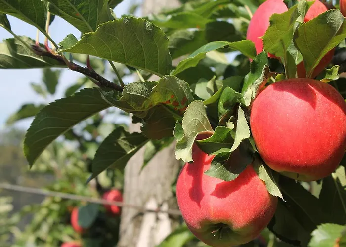 Obst & Gaestehof Brandl 팜스테이 Hartmannsdorf