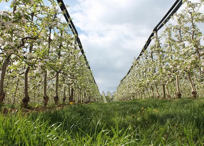 Obst&gästehof Brandl